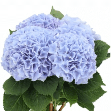 Hydrangea Magical Blue Floyd h