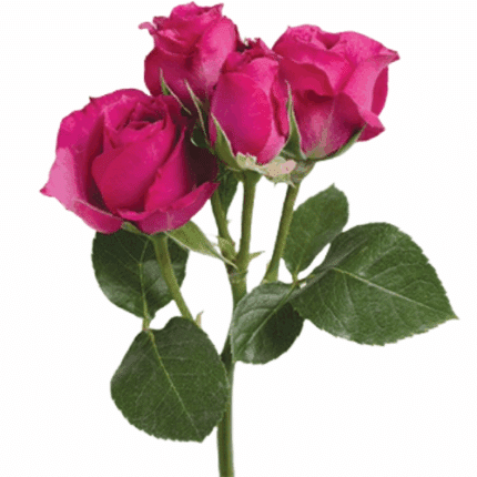 RoseSpray Purple Irishka tessa