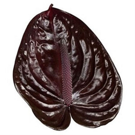 Anthurium Nero SM RF X5