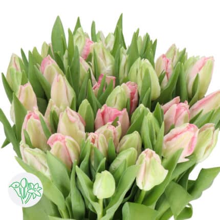 Tulip Dbl Pink Green Var holl