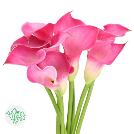Calla Fantasia sole