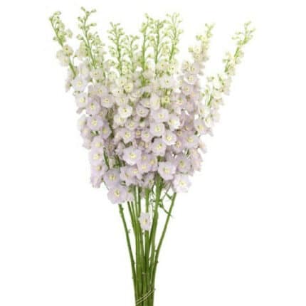 Delph Pink River Elatum 80cm v