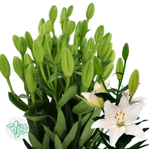 72078f08-453b-41f1-83a3-66ce934adcbc.jpg Lily La Scansano holl - Image 1