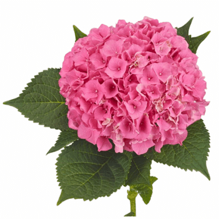 Hydrangea Pink Tinted bella(ST