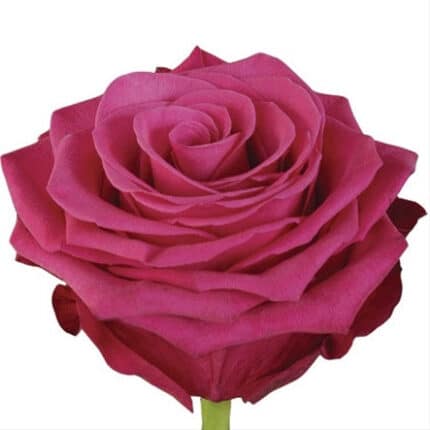 Rose Roseberry 70cm priv coll