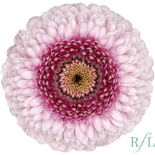 7224c3e2-6af9-4da9-bec8-d1f0751fb389.png Gerber Pom Camilla canada - Image 1
