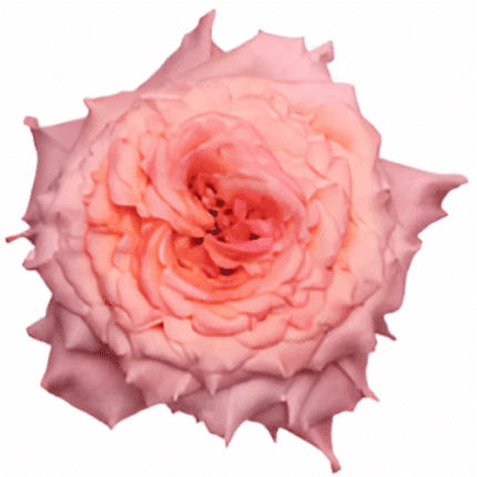Rose Country Aquarelle 70cm fr