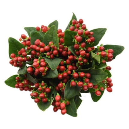 Hypericum Magical Triumph florsani