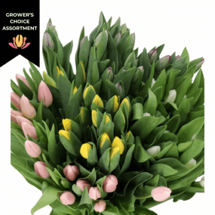 Tulip Asst Easter(12case)holl
