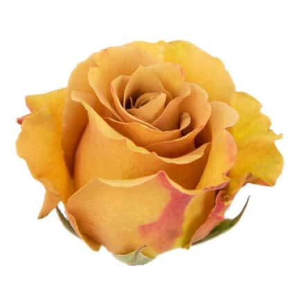 Rose Combo Mustard 50cm holex