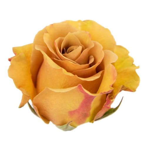 72390b60-0327-483b-abb8-116b673da9b8.jpg Rose Combo Mustard 50cm holex - Image 1