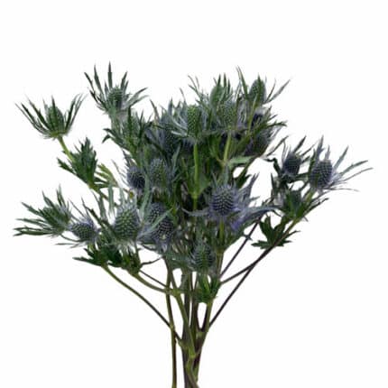 Eryngium Blue Arabian 80cm val