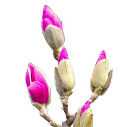 Magnolia Flowering Med oregon