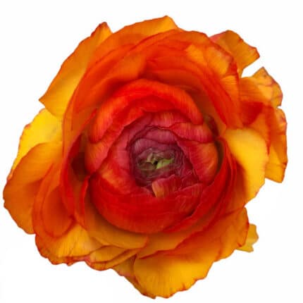 Ranunculus Cloony Ole chile(or