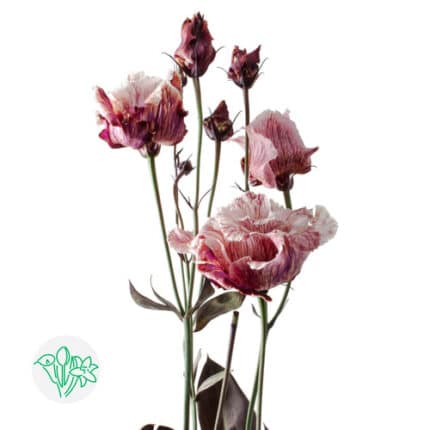 Lisianthus Dyed Alissa Heavenl