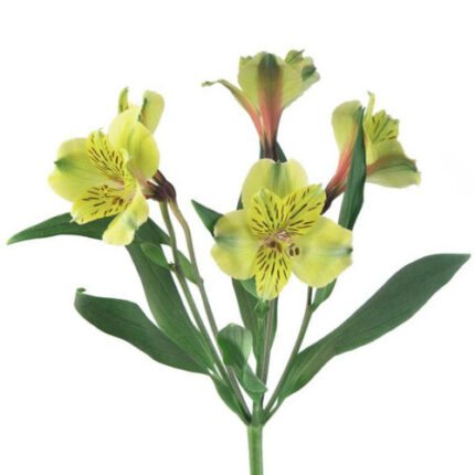 Alstro Green rio supsel