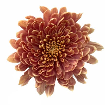 Mum Disbud Salmon Empress fresca