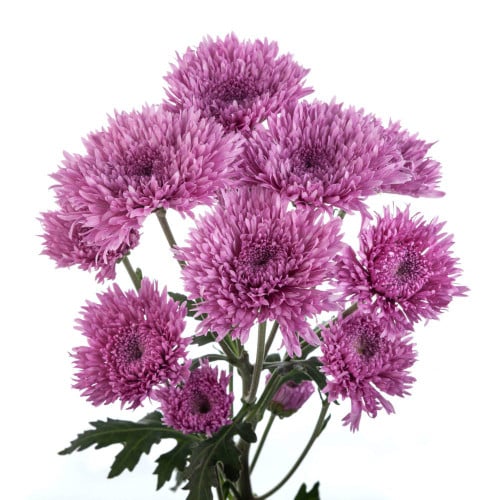 72558dc3-6553-40f6-a231-79a215aa360a.jpg Pom Button Glamour sole - Image 1