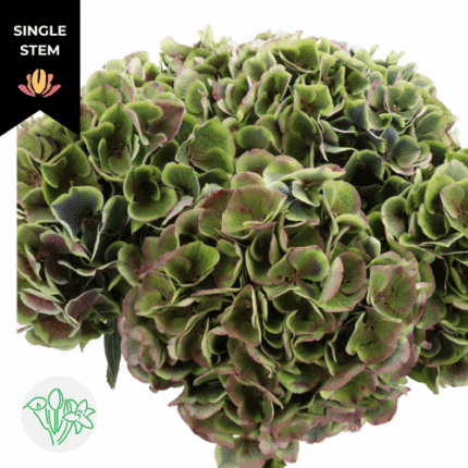 Hydrangea Antique Green holl(S