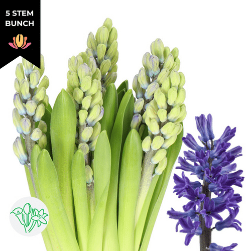 725f1aa7-ca45-4db6-bc2e-a2aa11874632.png Hyacinth Dk Ocean holl - Image 1