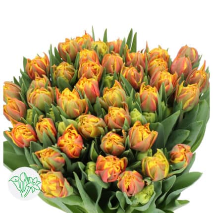 Tulip Double Org Red holl