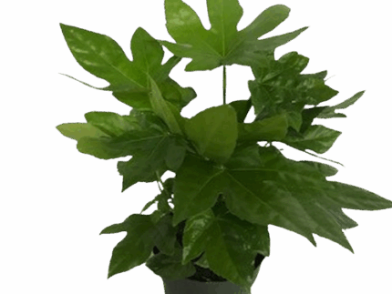 6" FATSIA