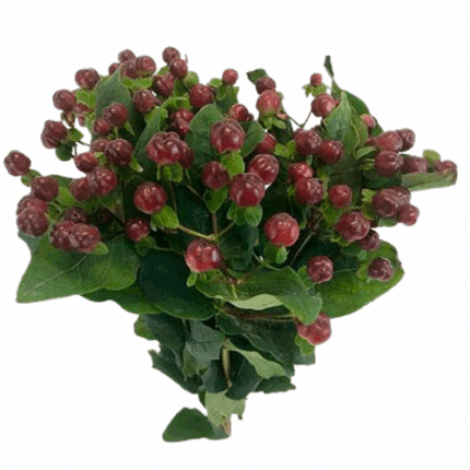 Hypericum Pacific Burgundy hol