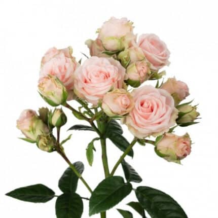 SprayRose Wedding Sensation 60