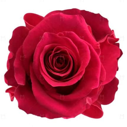 Rose Gotcha 60cm the flower co