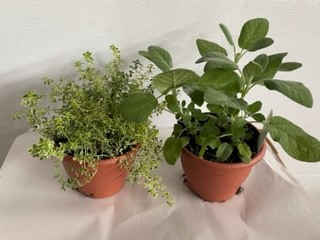 6" Herbs Assorted