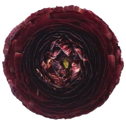 Ranunculus Cloony Nerone holl