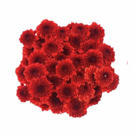 Pom Button Ole Red Fresca
