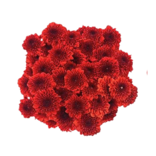 72a172c5-ea5c-4878-a114-ba9bac852ac0.png Pom Button Ole Red Fresca - Image 1
