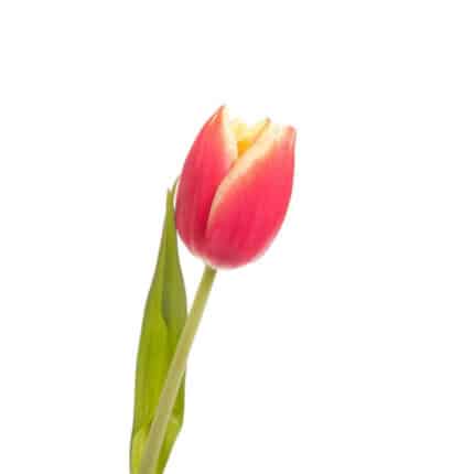 Tulip Yellow Red stripe v.d.