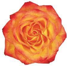 Rose Circus 60cm rprima