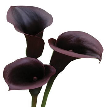 Calla Purple  sande