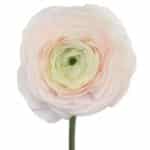 Ranunculus Clooney Blush crame