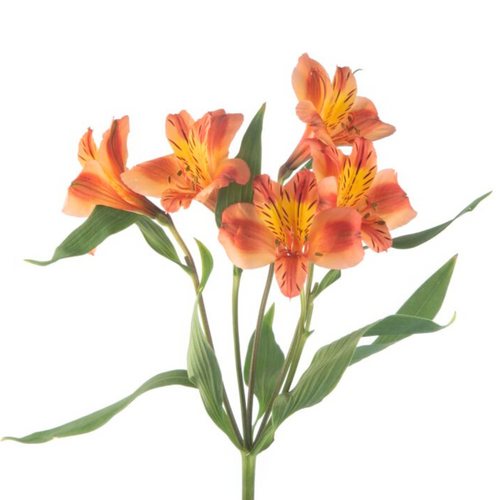 732fb7ae-eb34-4b23-953d-63bd0b3f399d.png Alstro Orange sole supsel - Image 1