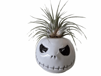3" Mr Bones w/Air plant