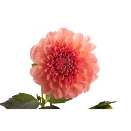 Dahlia Peach v.d.