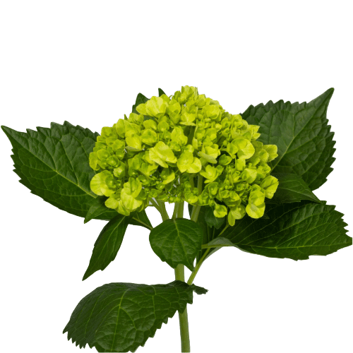 73550bcb-f0d7-4cbf-9691-ce69cc3b60b1.png Hydra. MiniGreen cont fl - Image 2