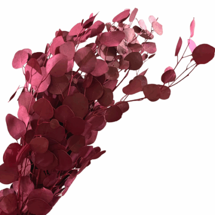 Eucalyptus Silver Dollar Red m