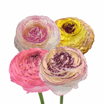 Ranunculus Striato Mix chile