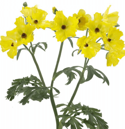 Ranunculus Butterfly Yellow