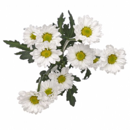 Pom Micro Daisy Katy ICON GLDN