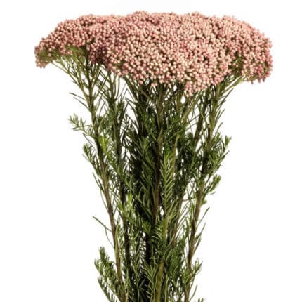 Riceflower Pink 80cm esmeralda