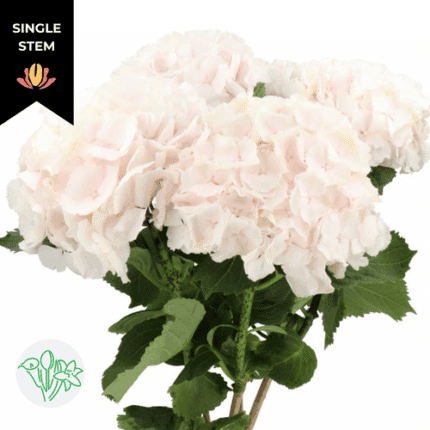Hydrangea Sw Verena Excellent