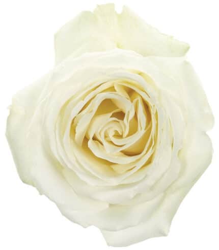 Rose White Dove 60cm sunrite