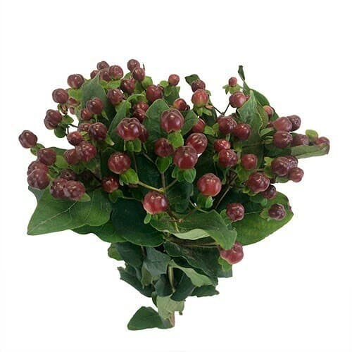73769be1-0b4a-4593-a87e-3bfe032c24d0.jpg Hypericum Burgundy rio - Image 1