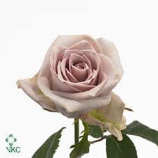 Rose Silverstone 50 rfi